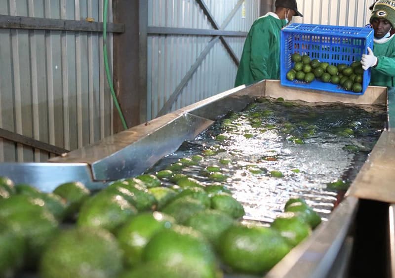 images/1662366671801avocado grading machine.jpg